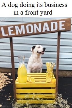 dog business2.jpg