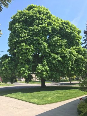 Maple Tree.jpg