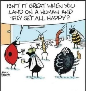   Bug soirée.jpg