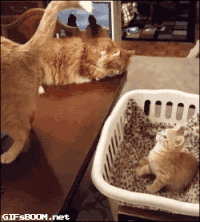 catandtail.gif