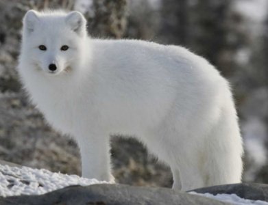 arctic.jpg