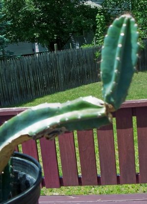 cereus.jpg cereus.jpg