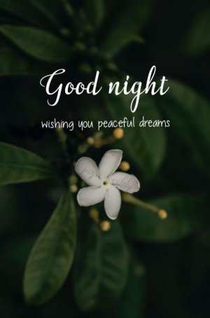 gn8.jpg
