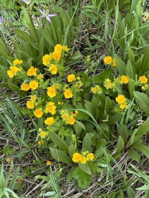 yellow flowers.jpg