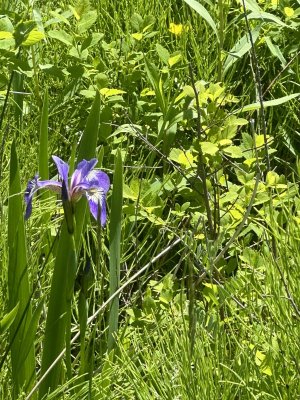 IMG_4810.jpeg