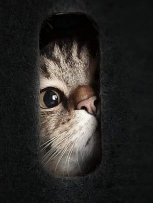 cattitude keyhole.jpg
