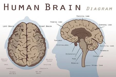 human-brain-diagram.jpg
