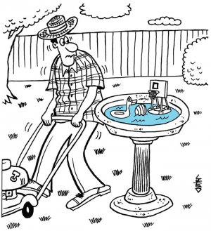 birdbathfancy.jpg