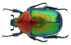 scarab.jpg scarab.jpg