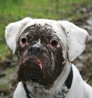 Muddy @.jpg