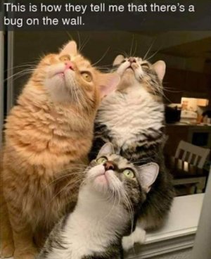 cat.jpg