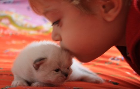 kitty.jpg