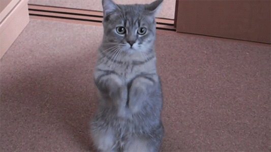 catpaws.gif