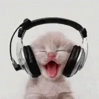 kitten-jamming-out.gif