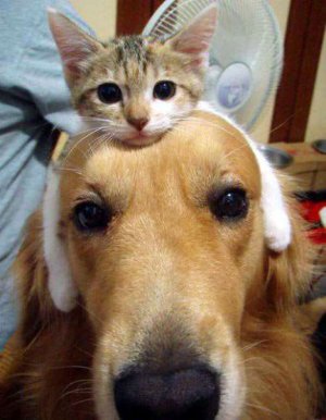 cat-hat.jpg