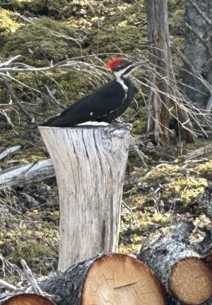 IMG_9557.jpeg IMG_9557.jpeg