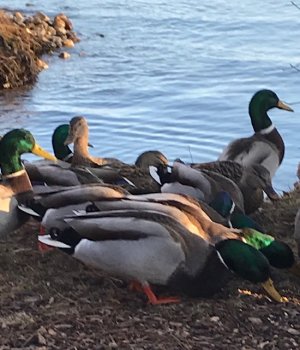 IMG_8172.jpeg IMG_8172.jpeg