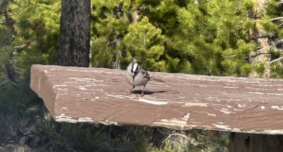 White crowned sparrow face on.jpg White crowned sparrow face on.jpg