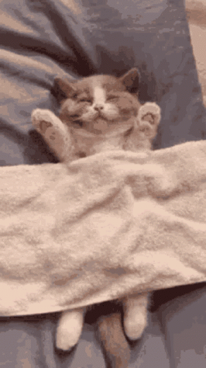 dormir1.gif