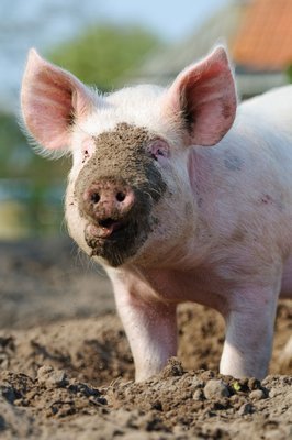 Oink oink.jpg
