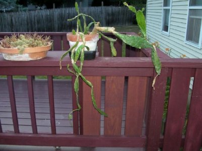 cacti1.jpg