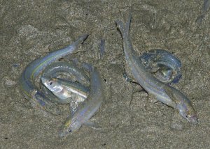 Garys grunion.jpg