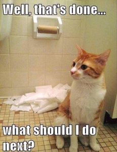 cat.jpg