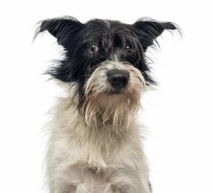 mutt.jpg