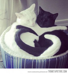 funny-cats-sleeping-together-bed.jpg
