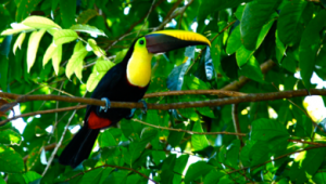 390px-Tucan_in_Costa_Rica_2.png
