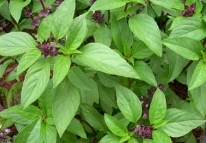 basil-plant.jpg