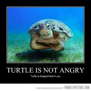 funny-angry-turtle-crossing-arms.jpg
