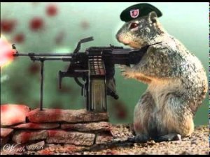 gun squirrel.jpg