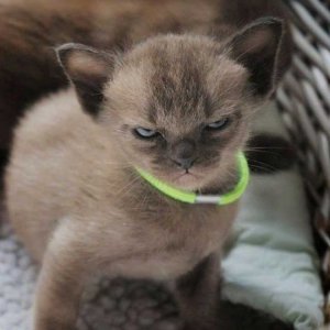Stink eye.jpg
