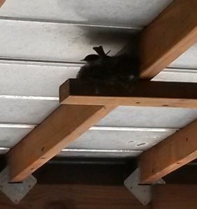 wren3282018.jpg