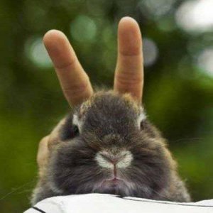 rabbit.jpg