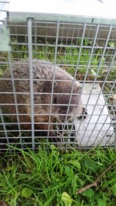 Woodchuck.jpg