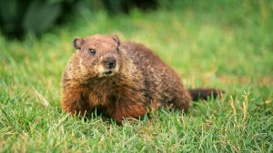 groundhog-in-grass.ngsversion.1422641426531.jpg