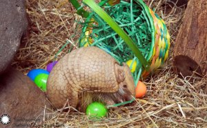 aeaster.jpg