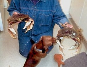 crabcatchzip.jpg