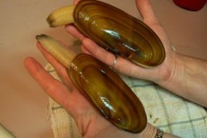 Clams1.jpg