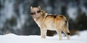 me-as-wolf.jpg