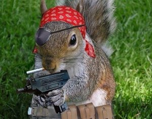 rebel_squirrel_resized.jpg