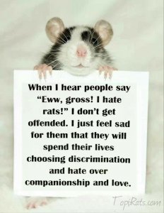 1088570-rat-quotes.jpg