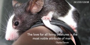 AnimalQuote_31.jpg