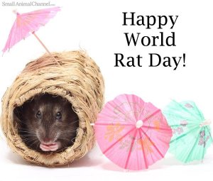 rat34-rat-day-140404.jpg