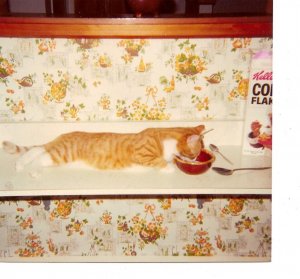 cat2.jpg