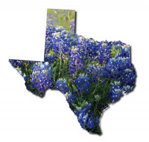 17618091-texas-state-shape-with-bluebonnets.jpg
