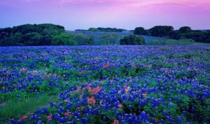 bluebonnetscene-660x390.jpg