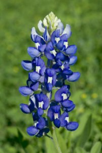 texas-state-flower-bluebonnet.jpg